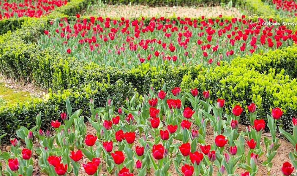 İstanbul'da Renk C&uuml;mb&uuml;ş&uuml;: Lale Bayramı 11-12 Nisan'da Kutlanacak