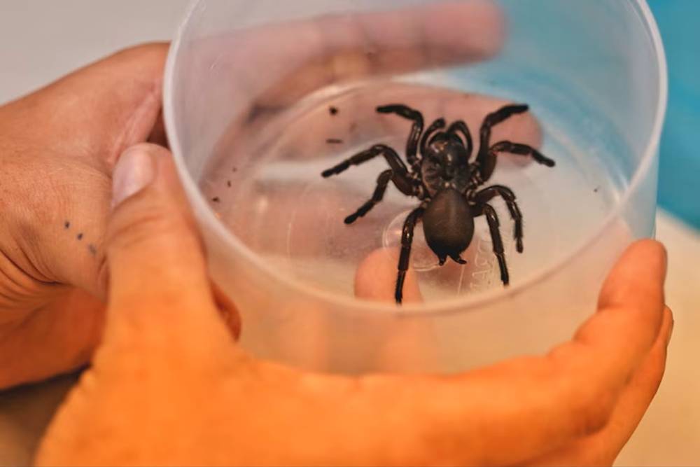 Bilim adamları, kalp krizi ve fel&ccedil; i&ccedil;in &ouml;r&uuml;mcek zehri bazlı ila&ccedil; denemesine başladı