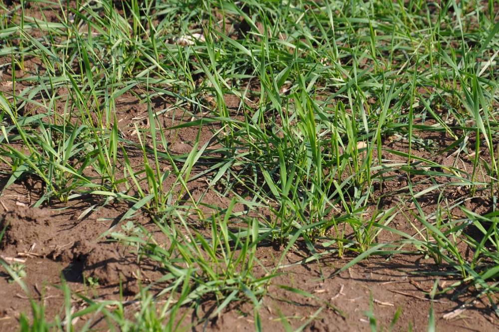 Aşırı yağış sonrası &ccedil;ift&ccedil;ilere hayati uyarılar